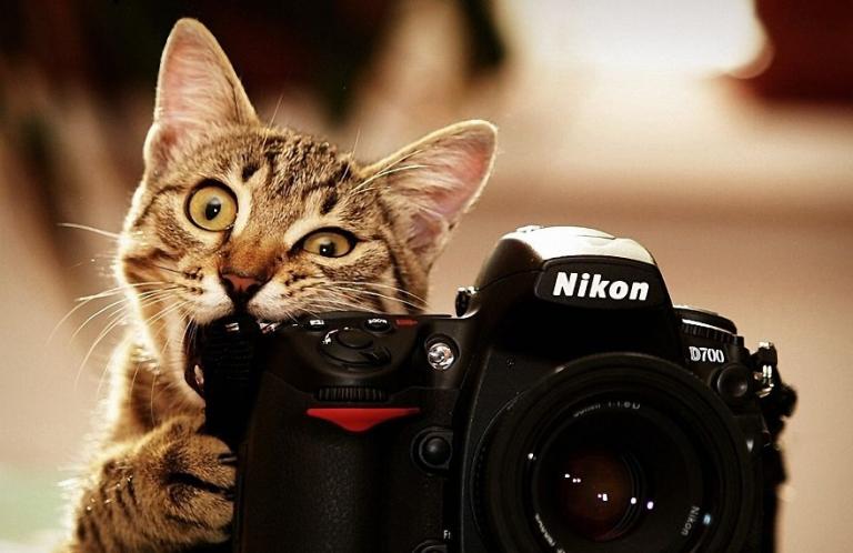 say cheese