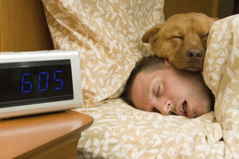 dog bed 