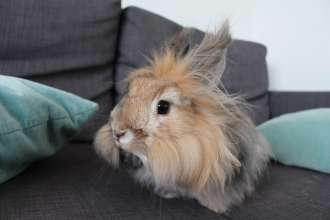 rabbit sofa
