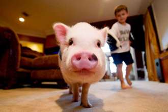 pig lounge